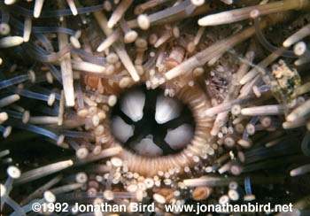 Green Sea urchin [Strongylocentrotus droebachiensis]