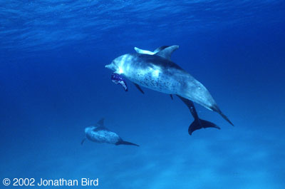 Atlantic Spotted Dolphin [Stenella frontalis]