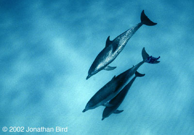 Atlantic Spotted Dolphin [Stenella frontalis]