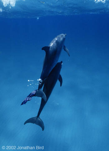 Atlantic Spotted Dolphin [Stenella frontalis]