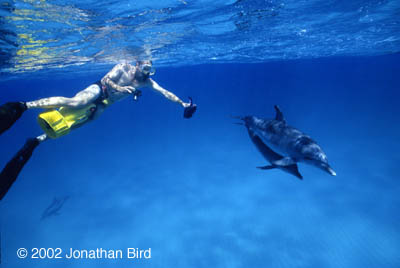 Atlantic Spotted Dolphin [Stenella frontalis]