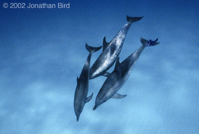 Atlantic Spotted Dolphin [Stenella frontalis]