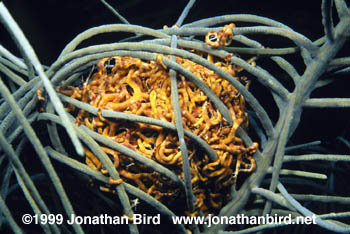 Giant Basket Sea star [Astrophyton muricatum]