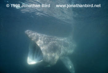 Basking Shark [Cetorhinus maximus]