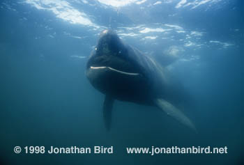 Basking Shark [Cetorhinus maximus]