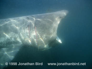 Basking Shark [Cetorhinus maximus]