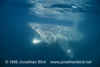 Basking Shark [Cetorhinus maximus]