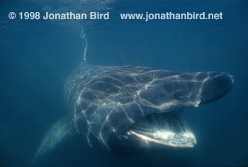 Basking Shark [Cetorhinus maximus]