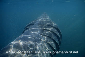 Basking Shark [Cetorhinus maximus]