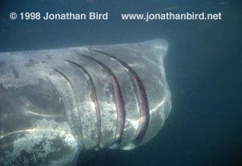 Basking Shark [Cetorhinus maximus]