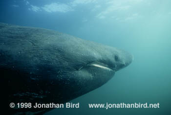 Basking Shark [Cetorhinus maximus]