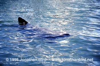 Basking Shark [Cetorhinus maximus]