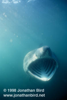 Basking Shark [Cetorhinus maximus]