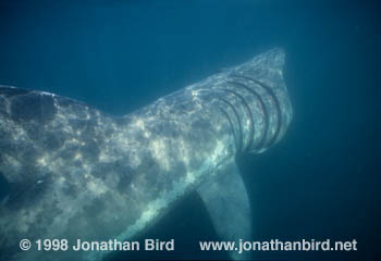 Basking Shark [Cetorhinus maximus]