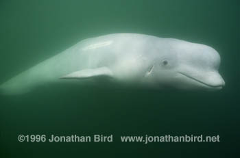 Beluga Whale [Delphinapterus leucas]