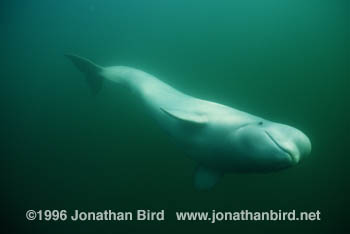 Beluga Whale [Delphinapterus leucas]