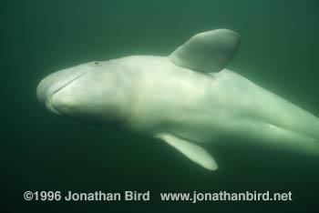 Beluga Whale [Delphinapterus leucas]