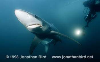 Blue Shark [Prionace glauca]