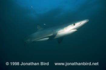 Blue Shark [Prionace glauca]