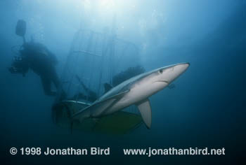 Blue Shark [Prionace glauca]