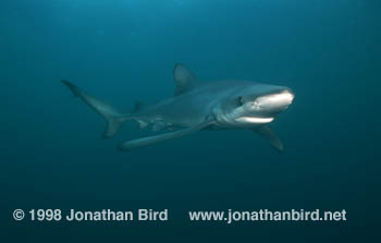 Blue Shark [Prionace glauca]