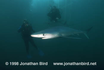 Blue Shark [Prionace glauca]