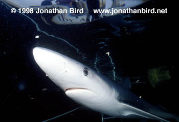 Blue Shark [Prionace glauca]