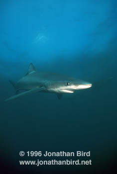 Blue Shark [Prionace glauca]