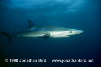 Blue Shark [Prionace glauca]