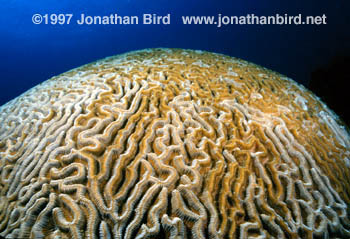 Brain Coral [Diplora strigosa]