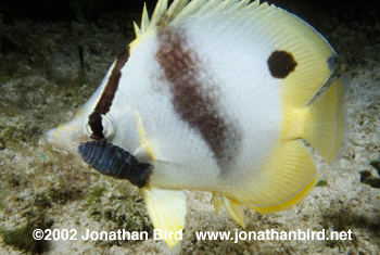 Foureye Butterfly Fish [Chaetodon striatus]