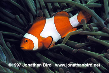 False Clown Anemonefish [Amphiprion ocellaris]