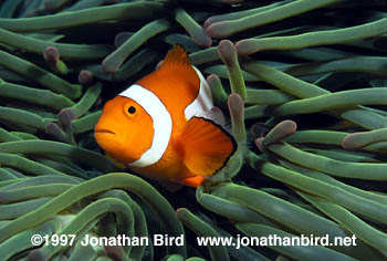 False Clown Anemonefish [Amphiprion ocellaris]