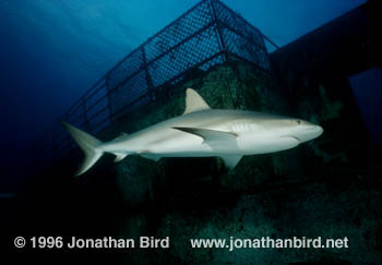 Caribbean reef Shark [Carcharhinus perezi]