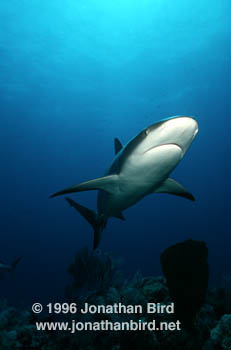 Caribbean reef Shark [Carcharhinus perezi]