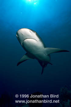 Caribbean reef Shark [Carcharhinus perezi]