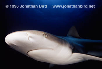 Caribbean reef Shark [Carcharhinus perezi]