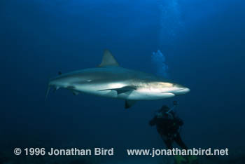 Caribbean reef Shark [Carcharhinus perezi]