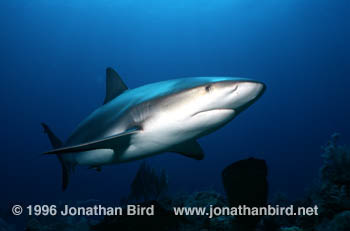 Caribbean reef Shark [Carcharhinus perezi]