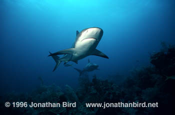 Caribbean reef Shark [Carcharhinus perezi]