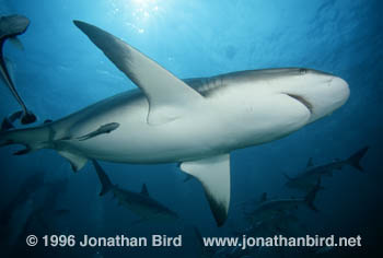 Caribbean reef Shark [Carcharhinus perezi]