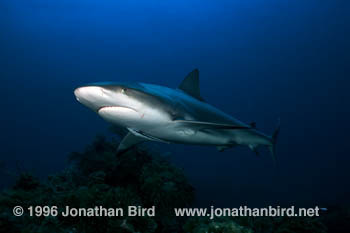 Caribbean reef Shark [Carcharhinus perezi]