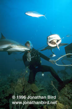 Caribbean reef Shark [Carcharhinus perezi]