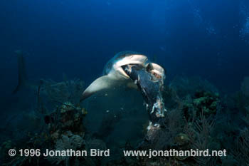 Caribbean reef Shark [Carcharhinus perezi]