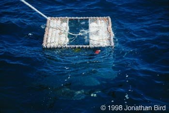 Diver in Cage [--]