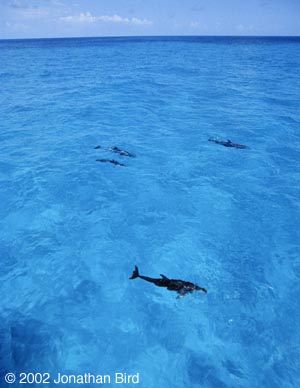 Atlantic Spotted Dolphin [Stenella frontalis]