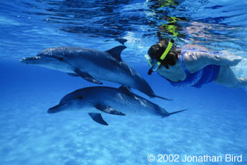 Atlantic Spotted Dolphin [Stenella frontalis]