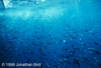 herring Fish [--]