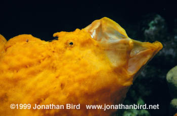 Longlure Frogfish [Antennarius multiocellatus]