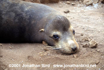 Galapagos Sea lion [Zalophus californianus wollebaeki]